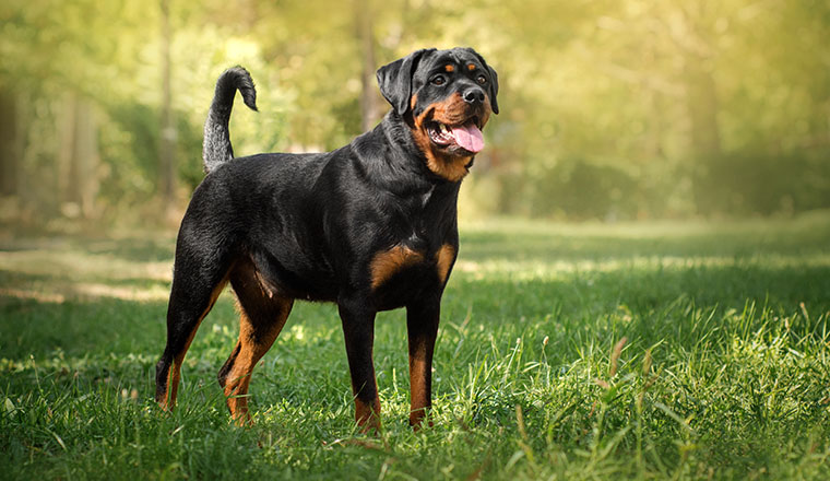 Rottweiler verletzt Weimaraner: Wer muss wie viel zahlen?