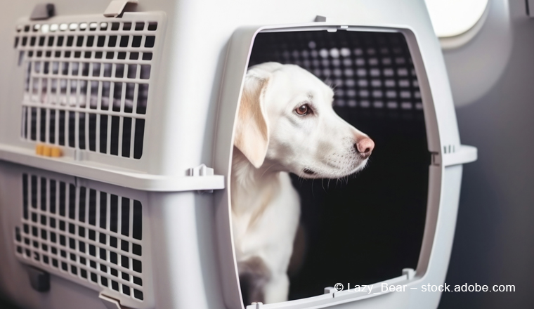 Entlaufener Hund während Beförderung: Schadenersatz wie bei Reisegepäck Entlaufener Hund während Beförderung: Schadenersatz wie bei Reisegepäck
